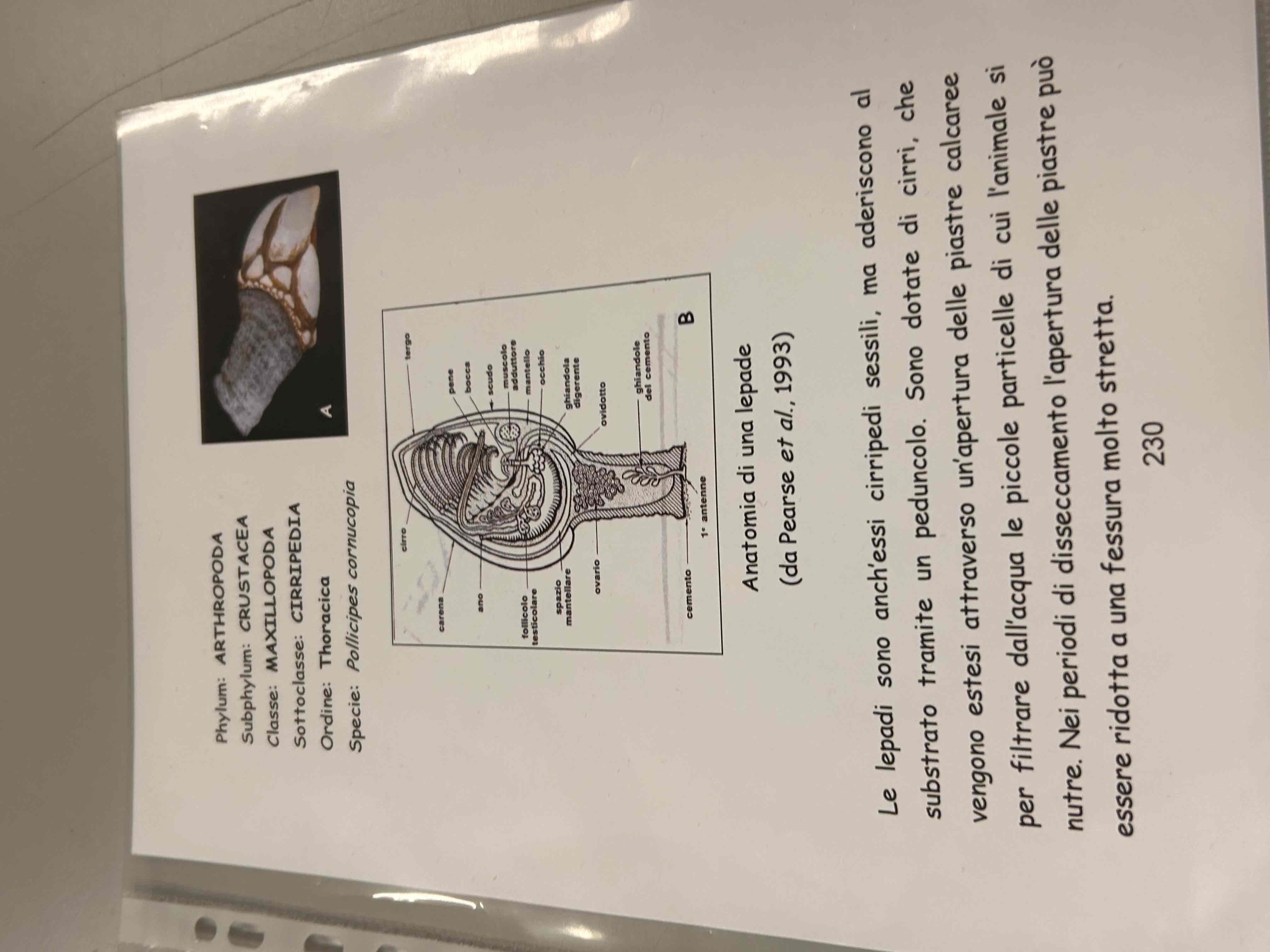 <p>Crostacei</p><p>Maxillopoda</p><p>(Cirripedia)</p><p>Leaps anatifera</p>