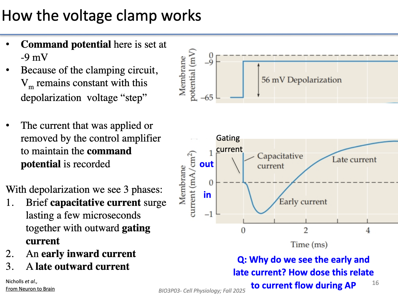<ul><li><p>Vm is “clamped” at a chosen voltage (–9 mV), voltage step was 56 mV since it started at -65 mV</p></li><li><p>The <strong>measured current</strong> equals what’s needed to maintain that voltage.</p></li><li><p>3 phases appear:</p><ol><li><p><strong>Capacitative current and gating current:</strong> brief sharp positive current</p></li><li><p><strong>Early inward current:</strong>&nbsp;negative current (Na+ entering cell)</p></li><li><p><strong>Late outward current:</strong>&nbsp;positive current (K+ leaving cell)</p></li></ol></li><li><p>Negative = current entering cell</p></li><li><p>Positive = current leaving cell</p></li><li><p>These match what happens during an <strong>actual AP</strong> (Na+ in → K+ out).</p></li></ul><p></p>