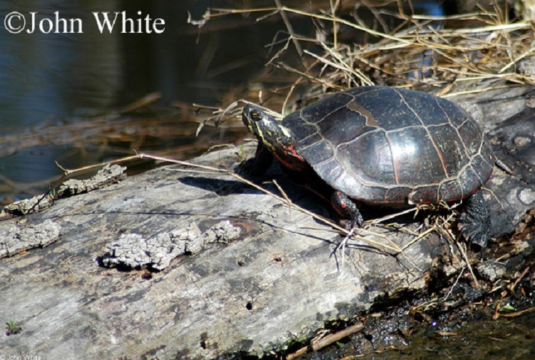 <p> A small, colorful, aquatic turtle (4.0 to 6.0 inches in length) with a smooth olive to black carapace (upper shell), which lacks a keel. Marginal scutes (plates) have prominent red coloration.   The sides of the head and chin have yellow striping, and a noticeable yellow spot occurs behind each eye. These turtles have scutes forming straight rows across the back with light band between the plates. </p>