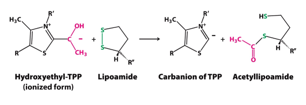<ul><li><p>goal: converts hydroxyethyl-TPP to acetyllipoamide</p></li><li><p>enzyme: pyruvate dehydrogenase (E1)</p></li><li><p>prosthetic group: Lipoamide (a component of E2)</p></li></ul>
