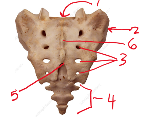 <p><span>Name the large hole 1 is pointing to</span></p>