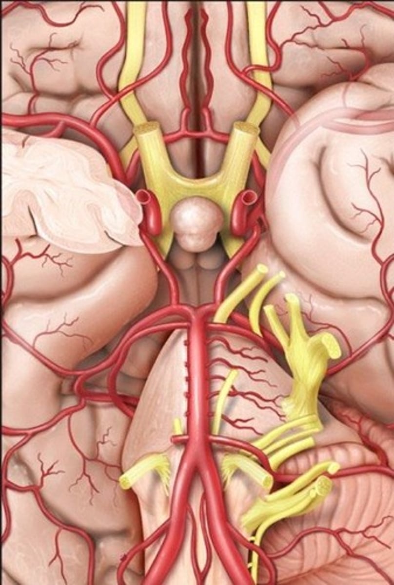 <p>A ring of arteries at the base of the brain that provides collateral circulation to the brain.</p>