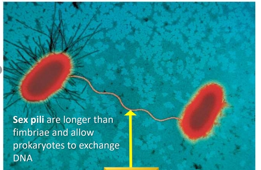 <p>Genetic recombination in Prokaryotes can occur by..</p>