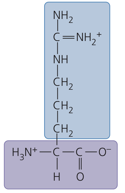 <p>Arginine</p>