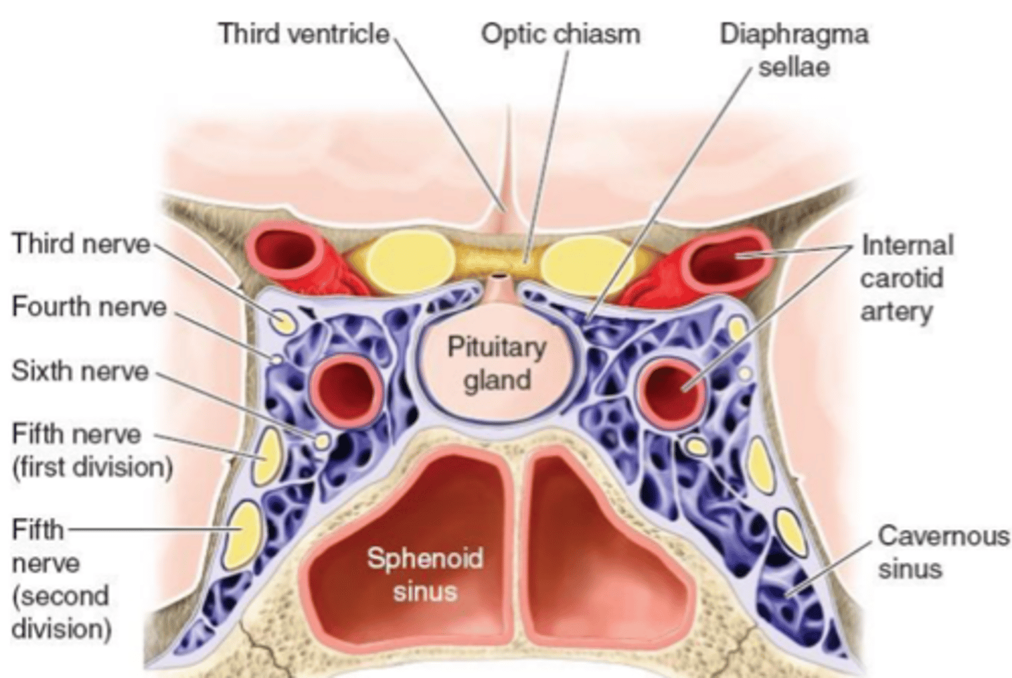 <p>Cavernous sinus (and other brain veins) all drain to the <strong>Internal Jugular vein</strong></p>