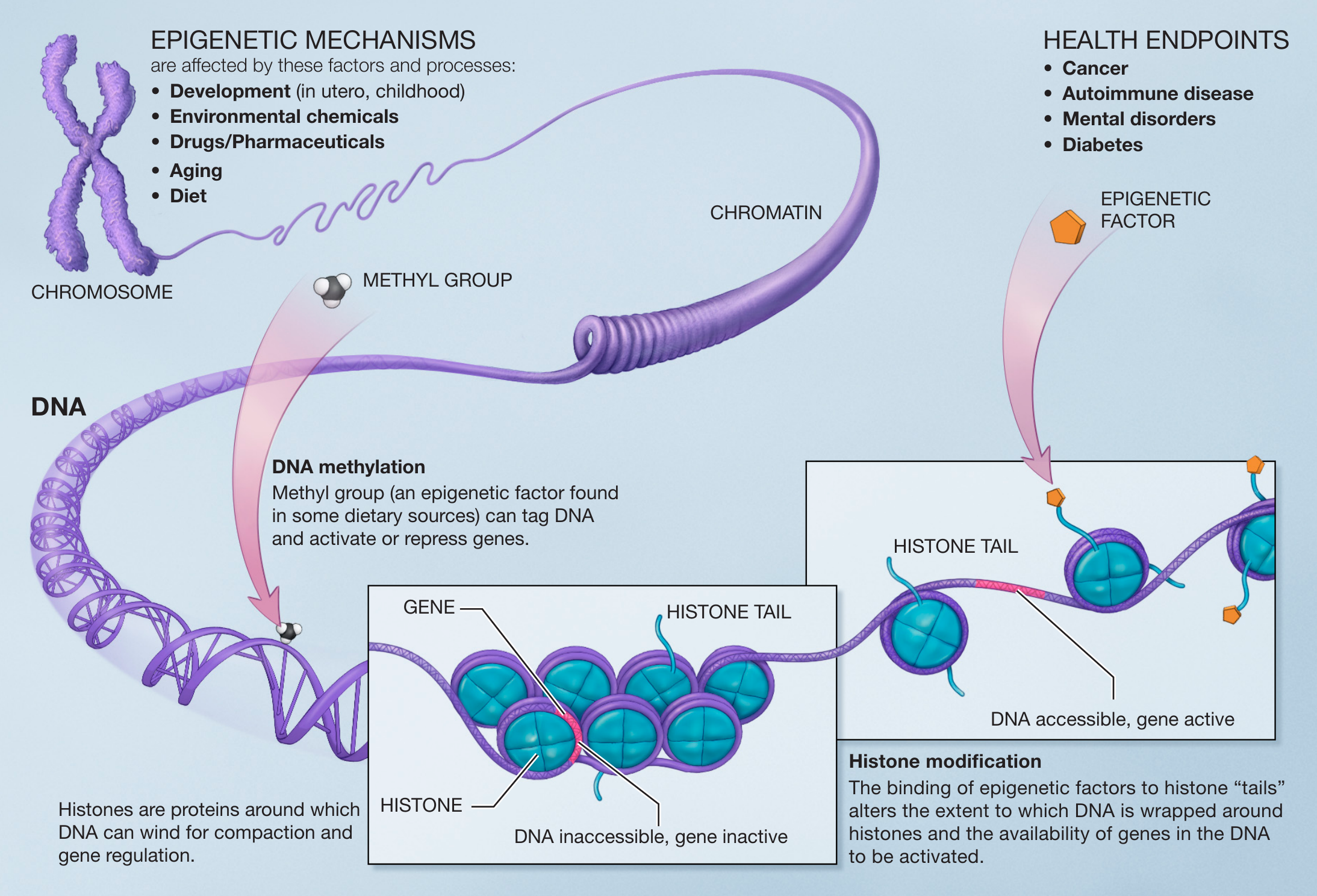 <p>Epigenetics is the study of how environmental factors influences gene expression. Epigenetics are able to change how cells read DNA and express it but doesn’t change the sequence of DNA.</p>