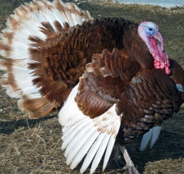 <p>Turkey </p>