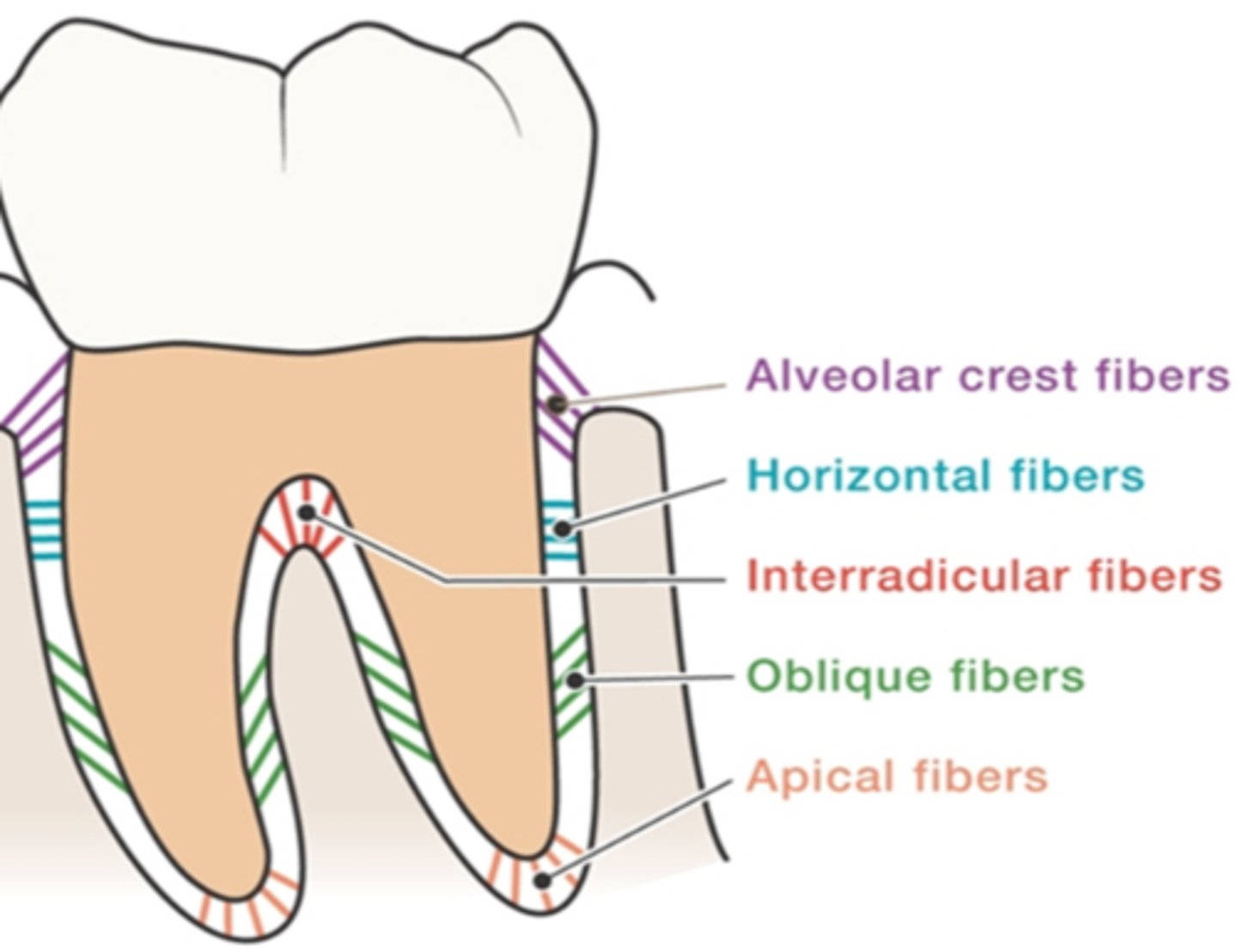 <p>from the root apex to adjacent surrounding bone to resist vertical forces</p>