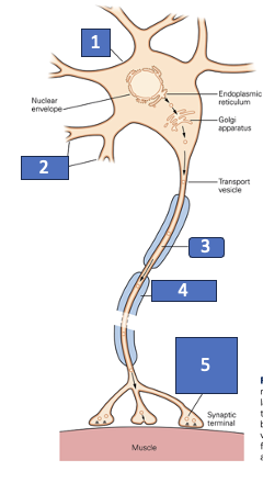 <p>What structure is labeled 1?</p>