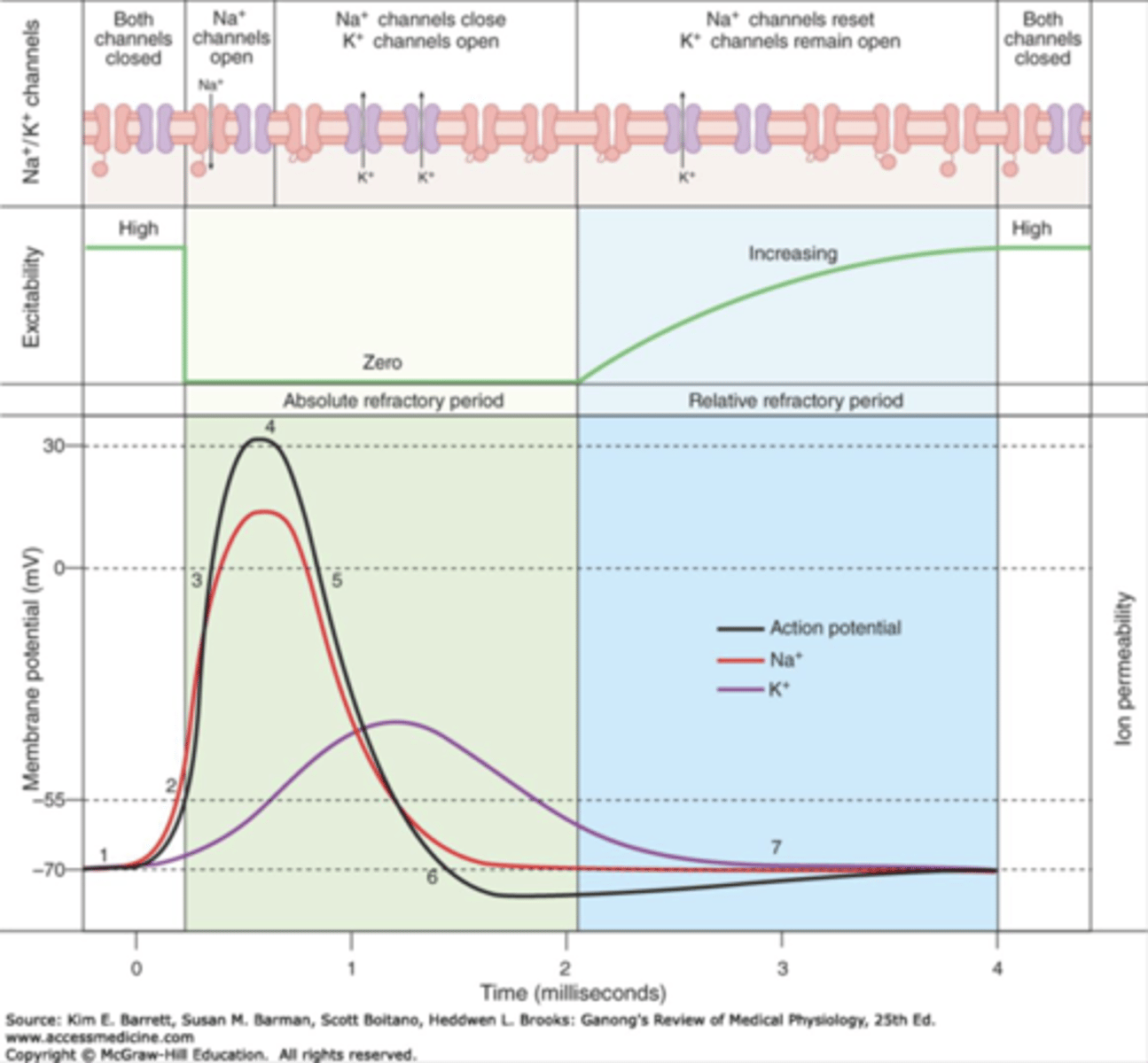 <p>1) Resting membrane potentiaal ~ -70mV</p><p>2) Excitation causes Na INflux in a depolarizing current till AP threshold is reached</p><p>3) Maximal depolarization</p><p>4) Na conductance decreases &amp; K Increases</p><p>5) Movement of K+ out of cell repolarizes the cell</p>
