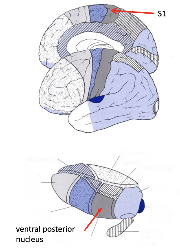<p><strong>sensory thalamus</strong></p><ul><li><p>what does the anterolateral system sense?</p></li></ul><p></p>