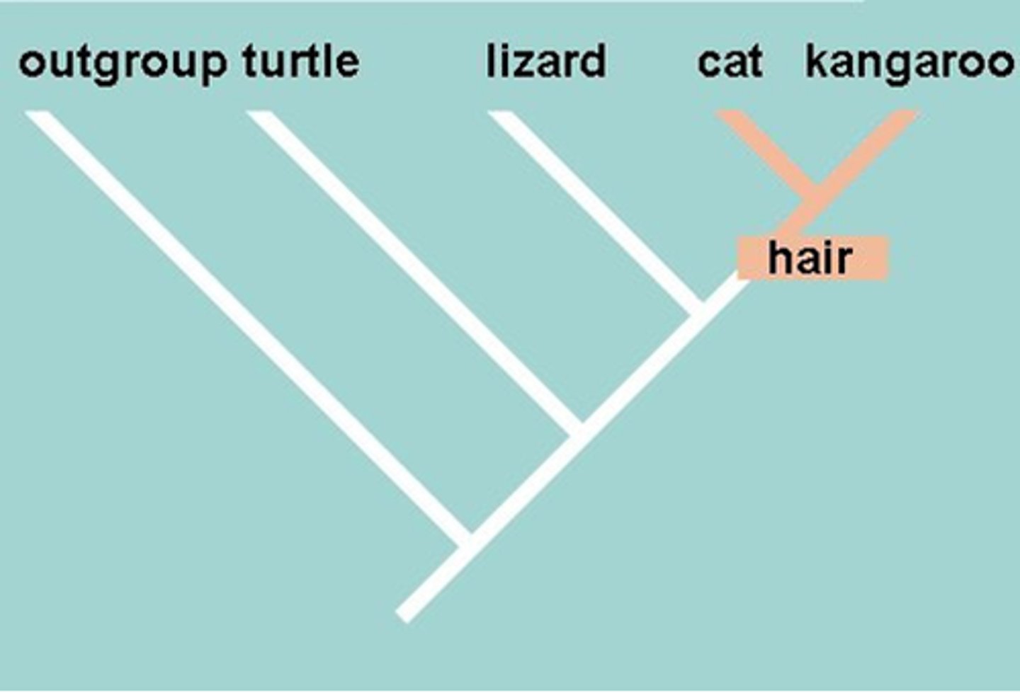 <p>Characteristic that appears in recent parts of a lineage, but not in its older members, seen in cladograms between branch points</p>