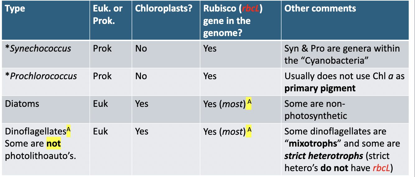 <p>Does procholorococcus use chlorophyll a as its primary pigment? </p>