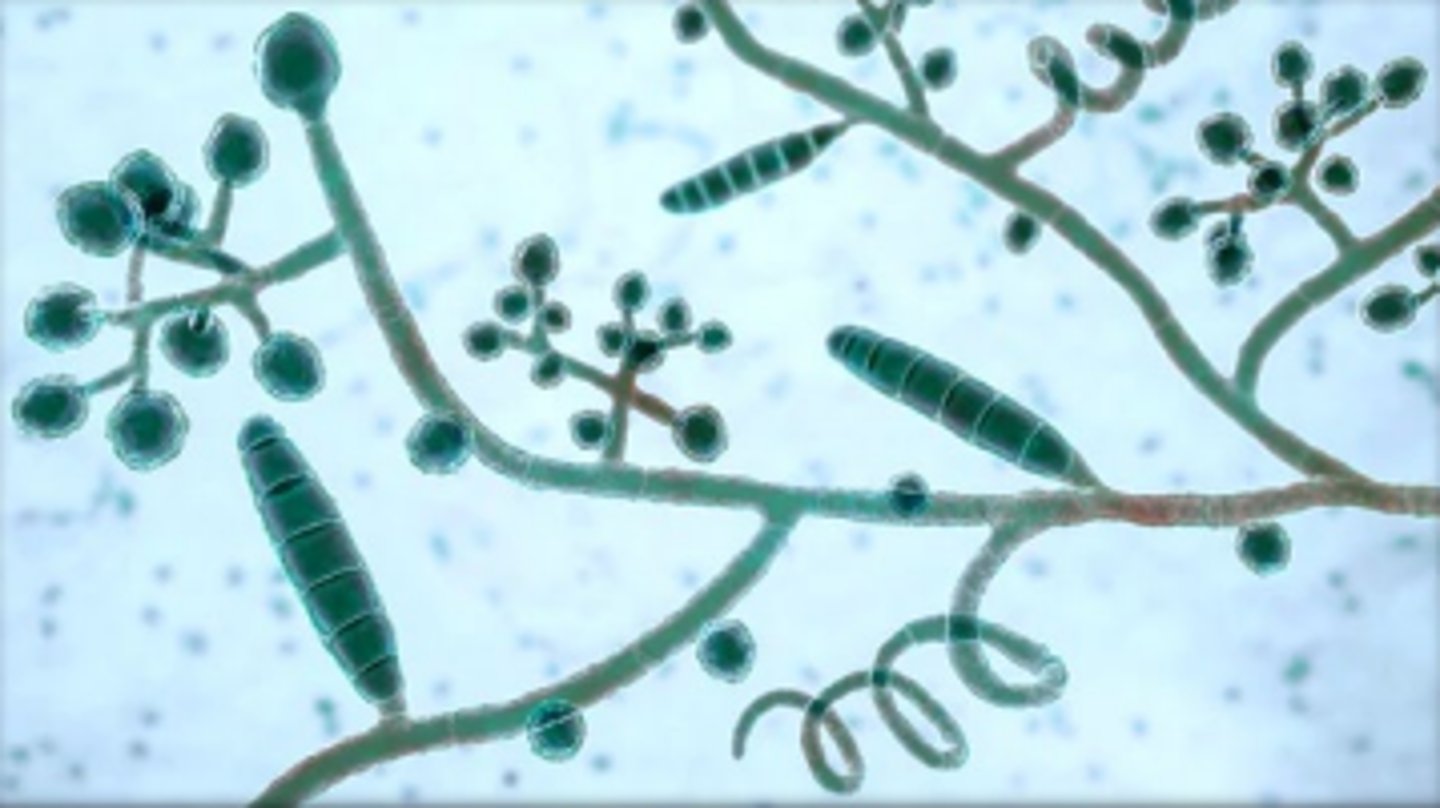 <p>Colony: velvety-white cream</p><p>Reverse: yellow or red-brown</p><p>Microconidia: pyriform to round</p><p>Macroconidia: claviform (club-shaped), may be absent; septate</p><p>septate hyphae</p><p>Disease: skin, hair, nails all common</p><p>--zoophilic</p>