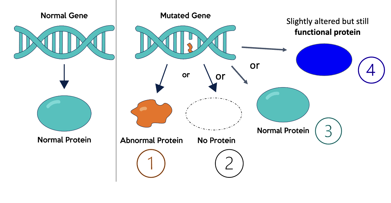 <ul><li><p><strong><span>A change in DNA; change in the DNA sequence</span></strong></p></li><li><p><strong><span>The ultimate source of new alleles</span></strong></p></li></ul><p>most common way to introduce genotypic and. Phenotypic variability</p><ol><li><p><span>Harmful/ unfavorable and will eventually be eliminated</span></p></li><li><p><span>Beneficial and will eventually spread</span></p></li><li><p><span>Neutral- no effect</span></p></li></ol><ul><li><p><span>The usefulness of a mutation is dependent on whether it helps the organism survive and reproduce</span></p></li></ul>