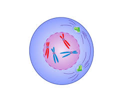 <p>What phase of cell division is shown</p>