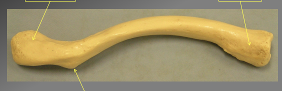 <p>What are the different components of this bone. What is the name of this bone? what view is ti in&nbsp;</p>