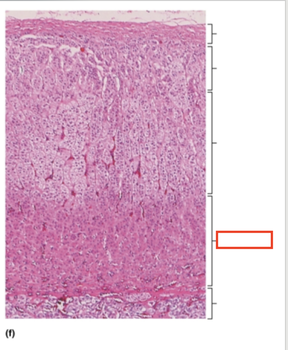 <p>What structure is highlighted?</p>