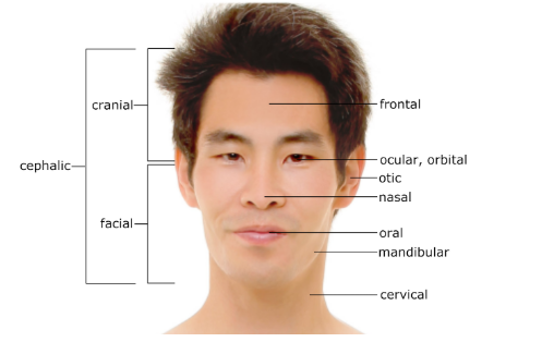 <p>Cephalic</p>