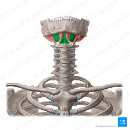 <p>Mylohyoid action</p>