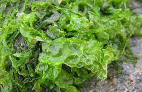 <p>→ apart of the land plants phlyum</p><p>→ range from morphologically unicellular to multicellular bodies</p><p>→ variety of habitats</p><p>→ variety of lifecycles</p><p>→ female part of plant will retain and hold onto the egg until fertilization has occurred </p><p>→ apical growth</p><p>→ spore walls with sporopollenin</p>
