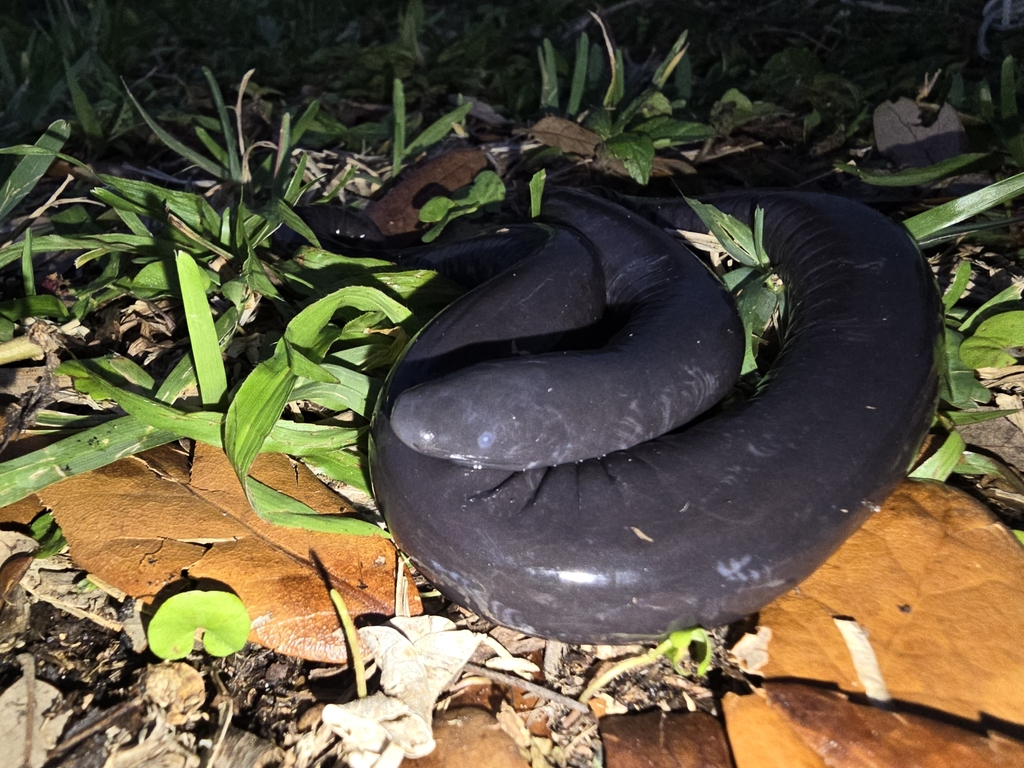<p>Rio Cauca Caecilian, fleshy segmented folds, dark gray or purple or black</p>