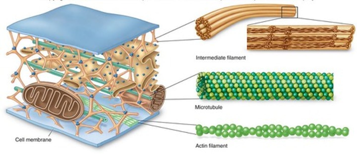 <p>network of protein filaments within some cells that helps the cell maintain its shape and is involved in many forms of cell movement</p>