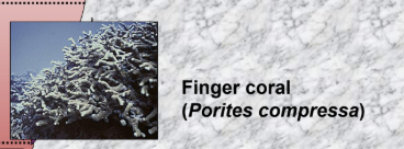 <p>13 m</p><ul><li><p>Finger coral (<em>Porites compressa</em>) </p></li></ul><p></p>