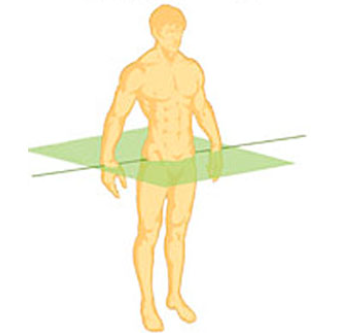 <p>splits you in half horizontally</p>