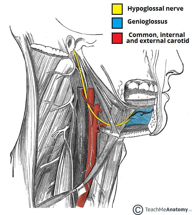 <p>Motor functions </p><ul><li><p>innervates all intrinsic muscles of the tongue </p><ul><li><p>fine motor movements of tongue </p></li></ul></li><li><p>innervates most extrinsic muscles of the tongue </p><ul><li><p>gross motor movements of tongue </p></li></ul></li></ul>