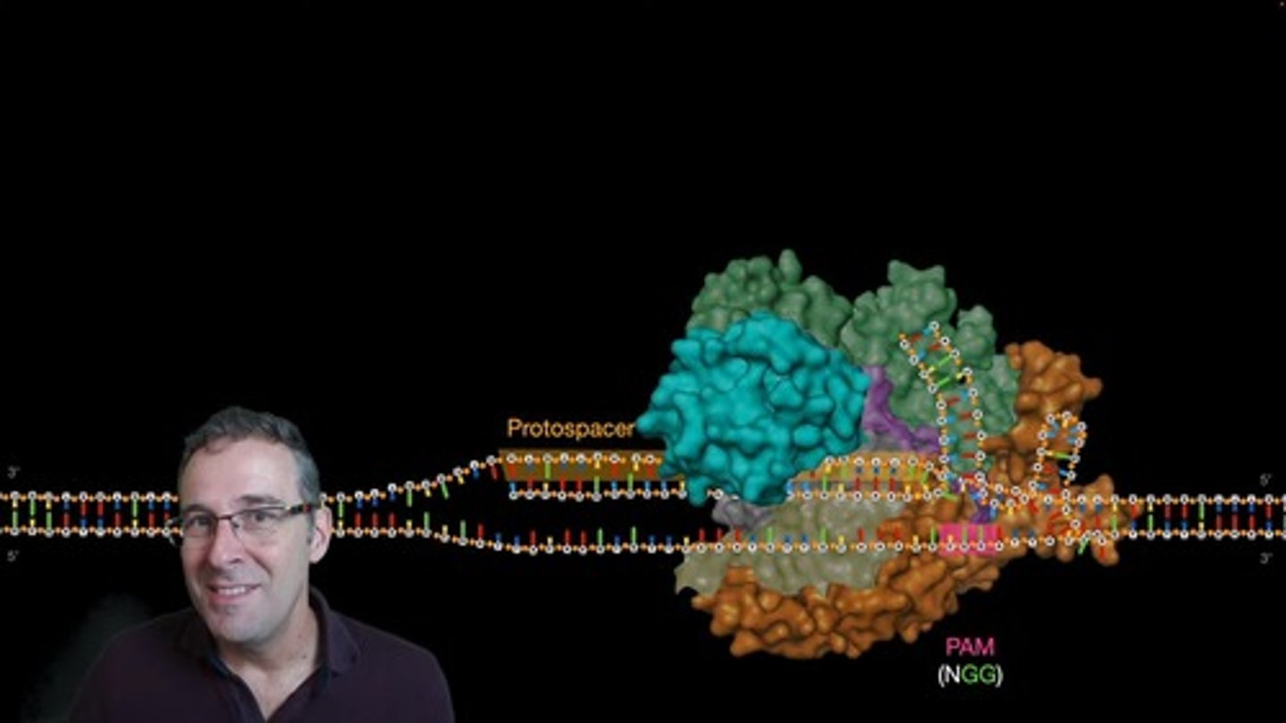 <p>Cas9 identifies a PAM (protospacer adjacent motif) region in the DNA sequence.</p>
