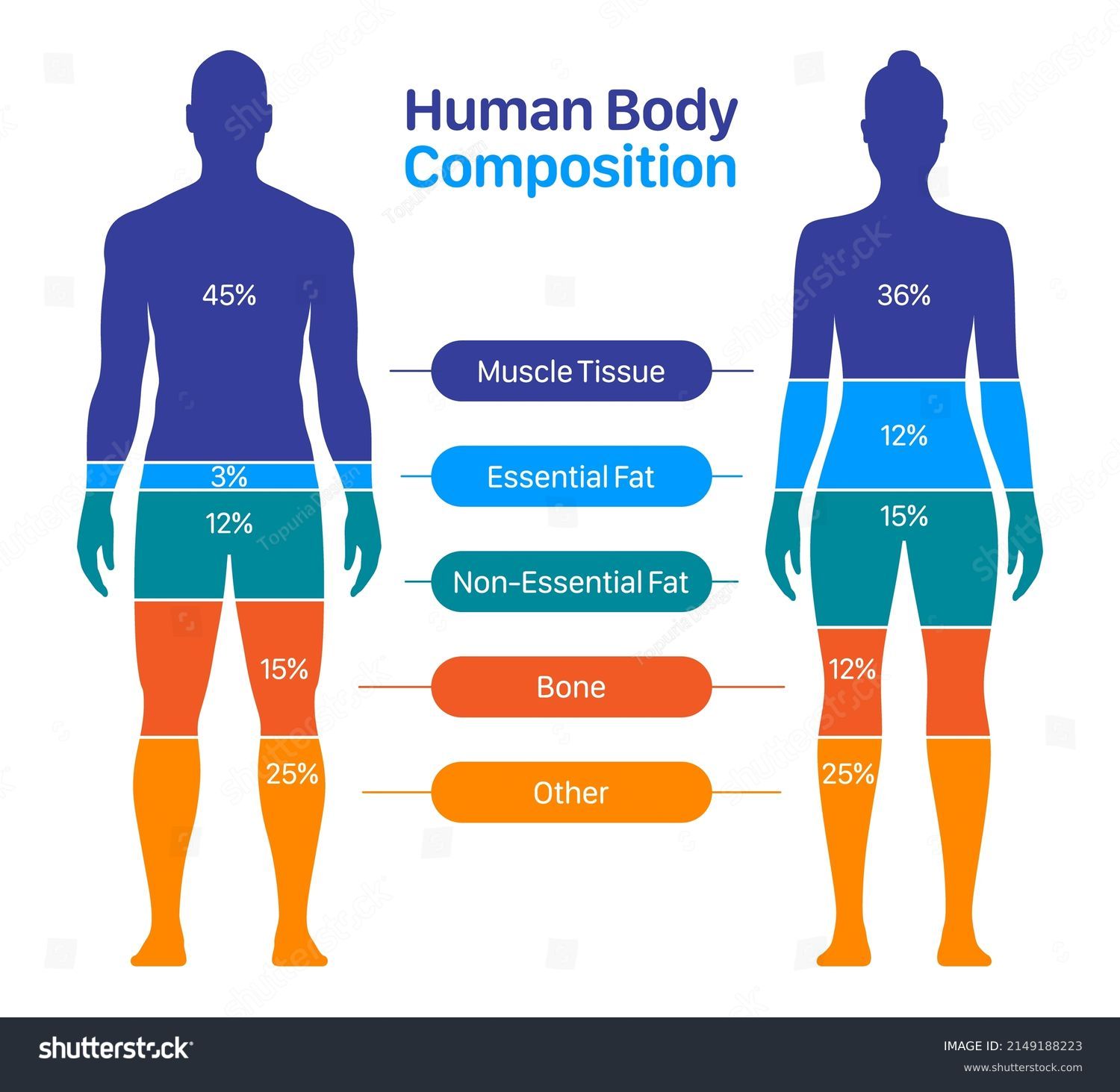 <p>the amount of fat-free mass as compared to the amount of body fat</p>