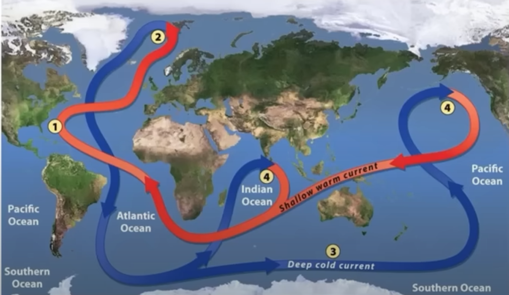 <p><strong>connects all of the world’s oceans, mixing salt, nutrients, and temperature throughout</strong></p><ul><li><p>warm water from Gulfof Mexico moves towards North Pole</p></li><li><p>cools and evaporates as it moves towards poles</p></li><li><p>saltier and cooler water at poles, is more dense, making it sink</p></li><li><p>spreads along ocean floor</p></li><li><p>rises back up into shallow warm ocean current at upwelling zones </p></li></ul><p></p>
