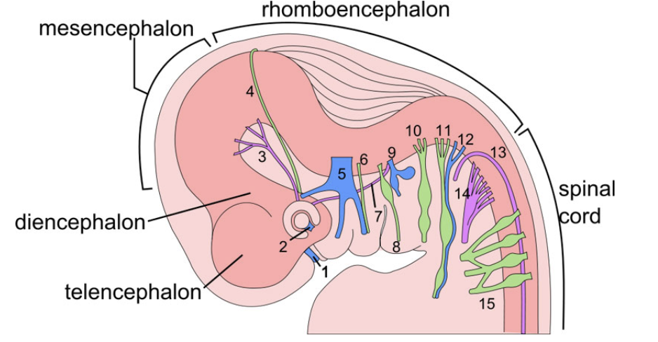 <p>Alla kranialnervskärnor utom I och II samt formatio reticularis. <span>I rhombencephalon uppstår den 4:e ventrikeln som mynnar i centralkanalen.</span></p>