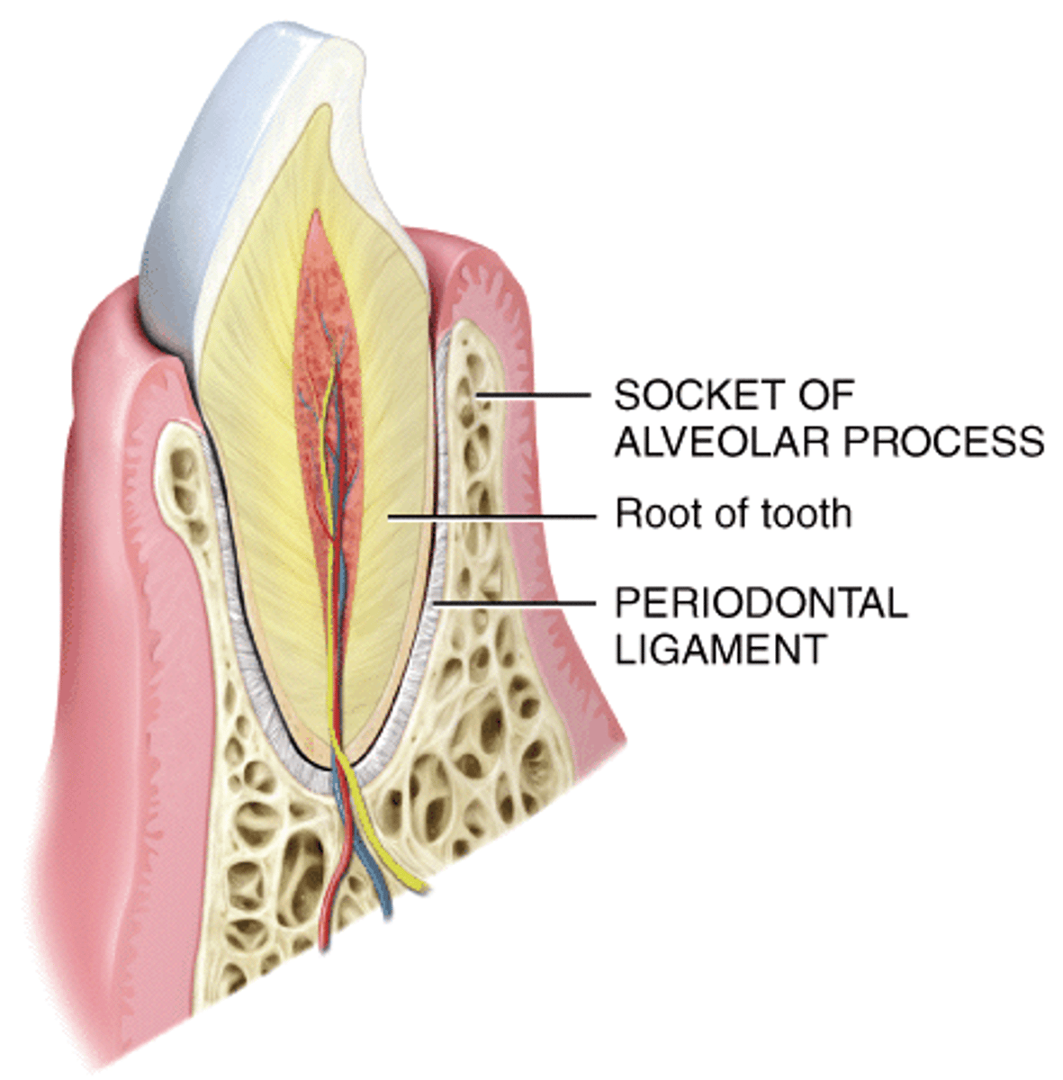 <p>Fibrous joint; Periodontal ligament holds tooth in socket</p>