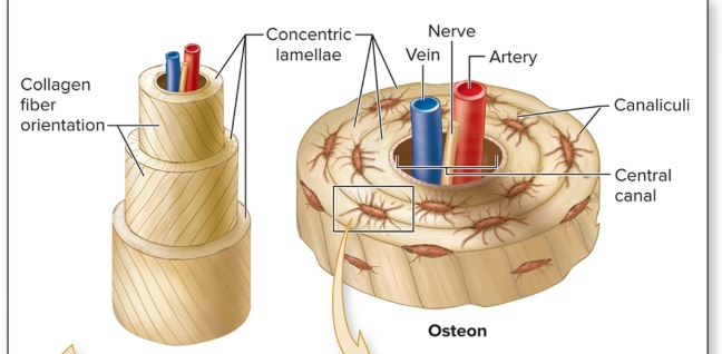 <p>What are the components of an osteon?</p>