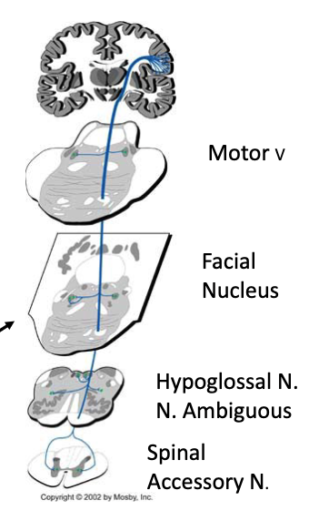 <p>the motor cranial nerve nuclei</p>
