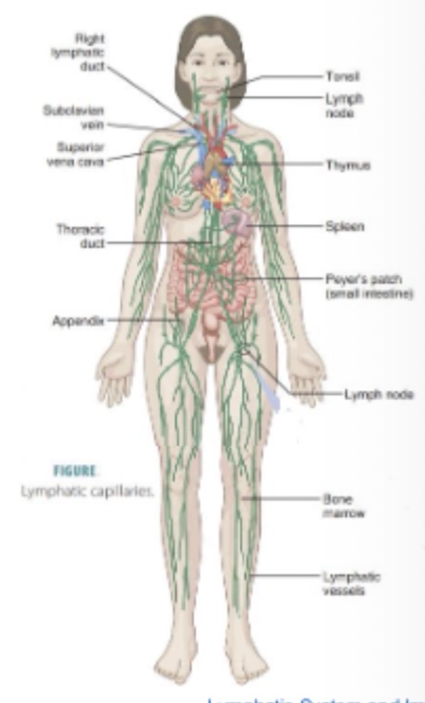 <p>A: A network of vessels and nodes that collect excess tissue fluid (lymph), filter it, and return it to venous circulation.</p>
