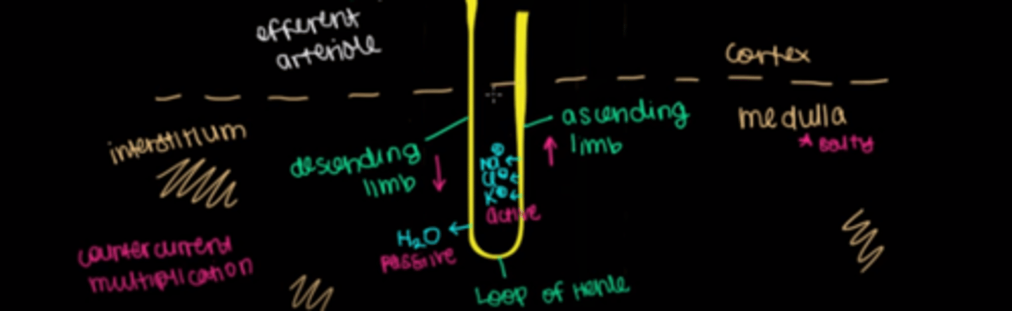 <p>The countercurrent multiplication system is based on the idea that water is reabsorbed in the descending limb and salts are reabsorbed in the ascending limb. By actively transporting salts into the interstitium, a high osmotic pressure is created. This high osmotic pressure will suck water out of the descending limb as the filtrate travels through it.</p>