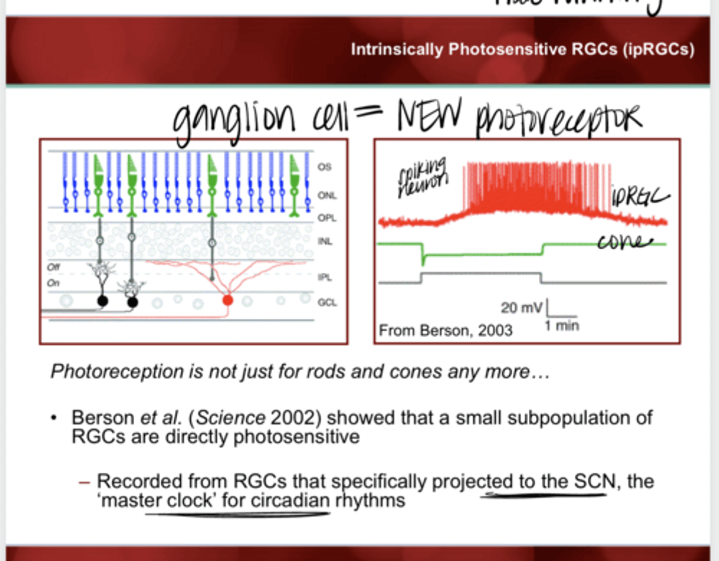 <p>What RGCs are directly photosensitive?</p>