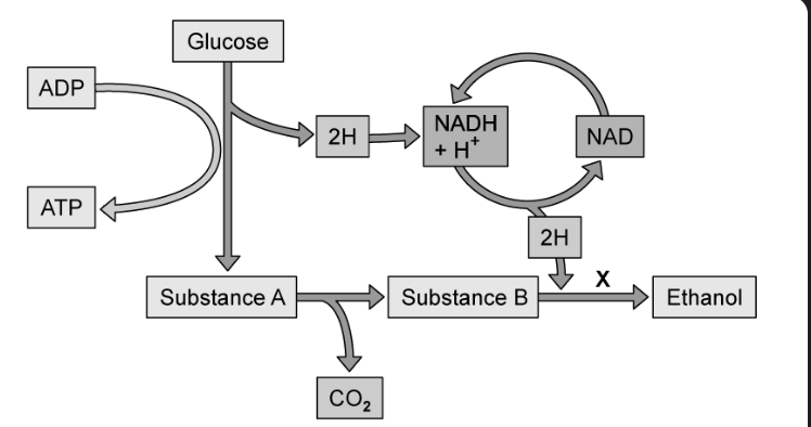 <p>what reaction has occurred at point X, justify this (2)</p>