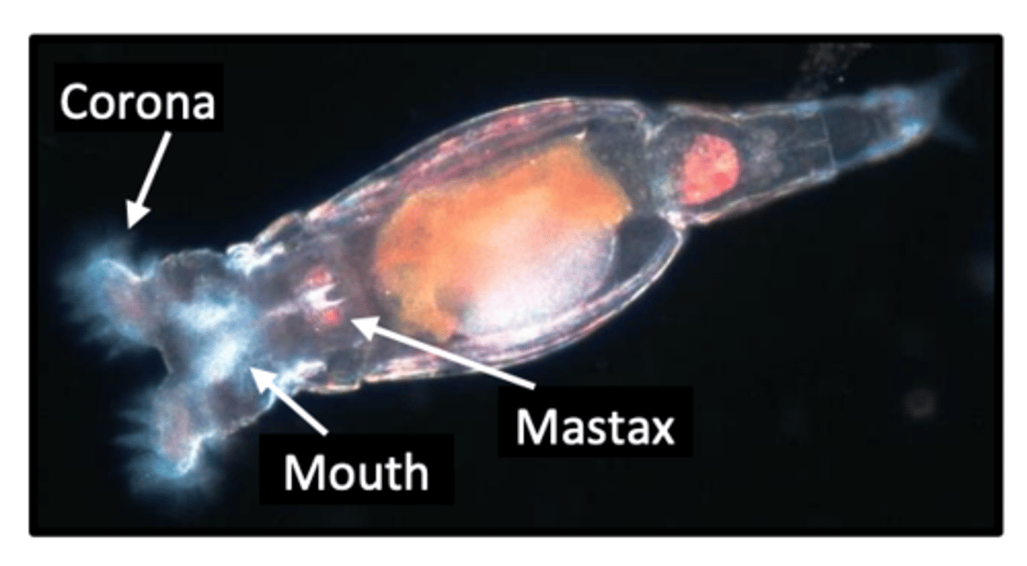 <p>the stomach of parthenogenetics</p>
