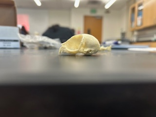 <p>What is the name of the species?</p>