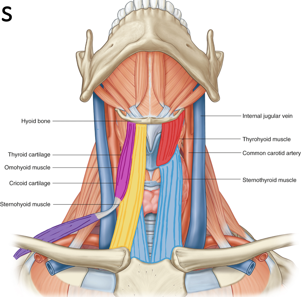 <p>Action and innervation of Sternothyoid Muscle</p>
