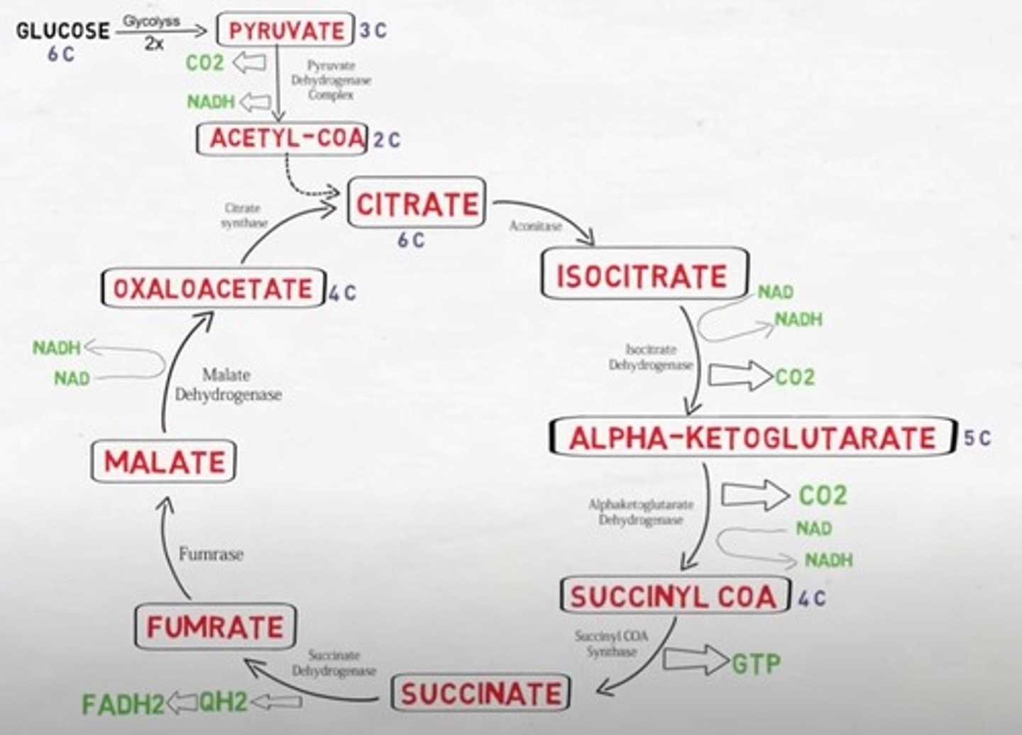 <p>Citrate synthase</p>