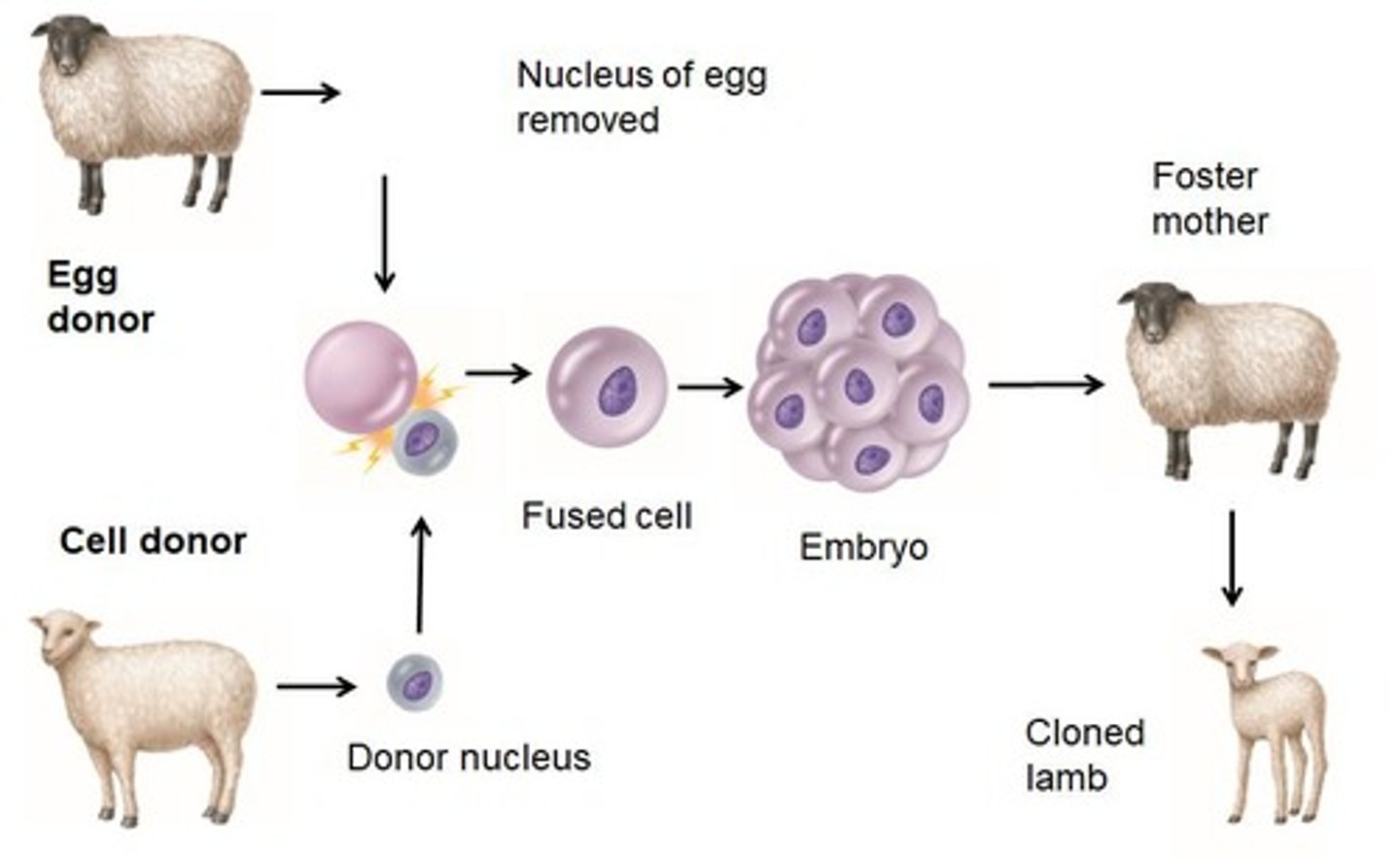<p>Creating two or more genetically identical individuals.</p>