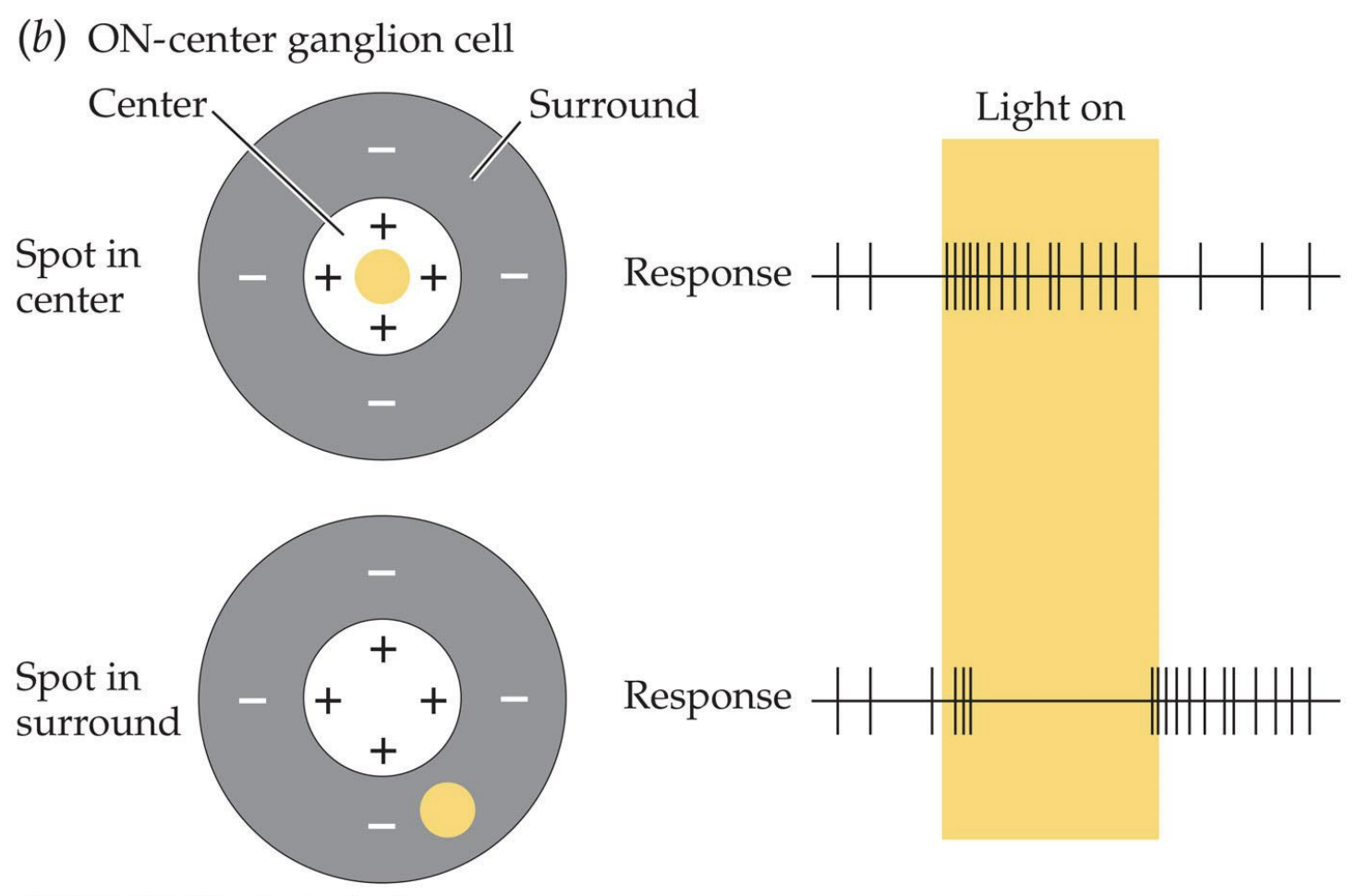 <p>a cell that increases firing in response to an increase in light intensity in its receptive-field centre - neuron fires more when light is shone directly in the centre, fires less when light is shone in peripheral (spatial opponency)</p><ul><li><p>+ regions = light increases action potentials (excitation)</p></li><li><p>- regions = light decreases action potentials (inhibition)</p></li><li><p>centre size determined by photoreceptor connections through bipolar cells</p></li><li><p>surround size determined by photoreceptor connections through horizontal cells</p></li></ul><p></p>