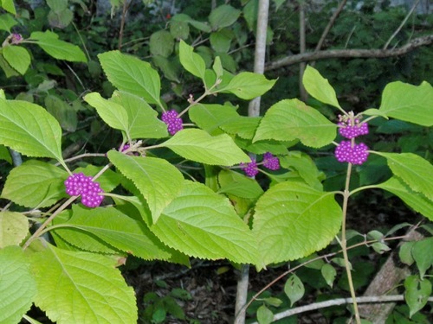 <p>Callicarpa americana<br>Verbenaceae</p>