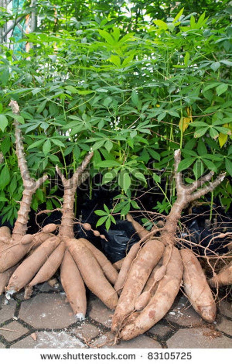 <p>What structures have been modified to store starch in sweet potatoes?</p>