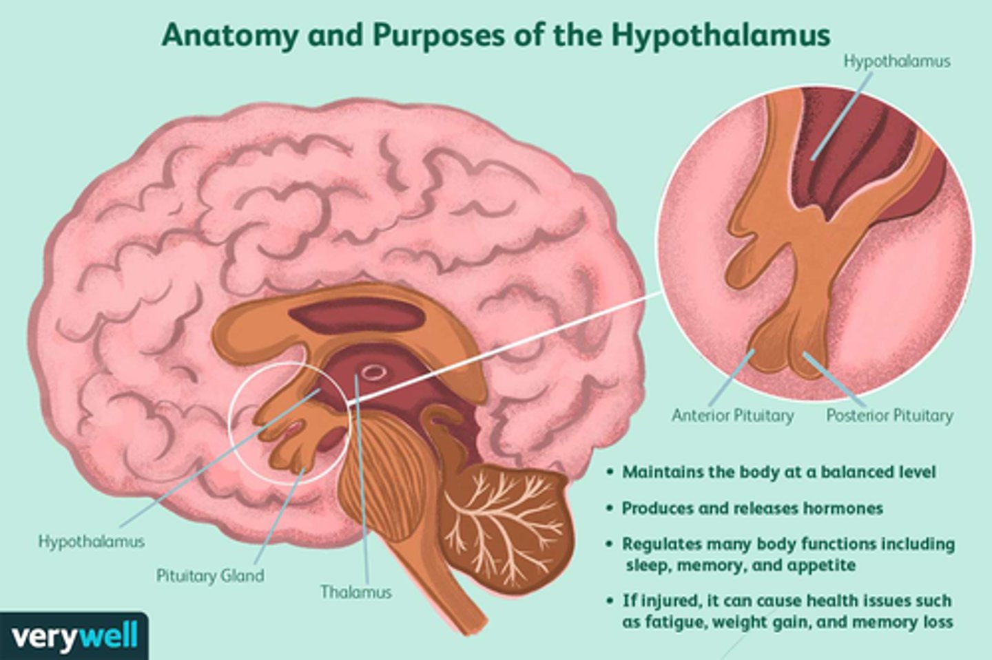 <p>-Regulates ANS (sm. + card. muscle, glands)</p><p>-Regulates parts of the endocrine system</p><p>-Regulates temp: “thermostat cells"</p><p>-Regulates food and water intake, body fluid conc.</p>